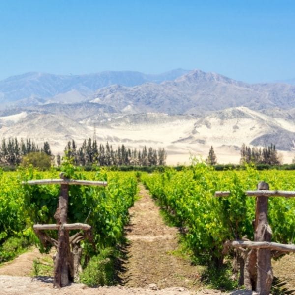 Peru — Reforestation Projects